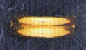 DMO00221