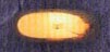 DMO00244