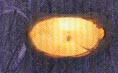 DMO00245
