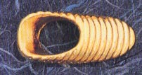DMO00334
